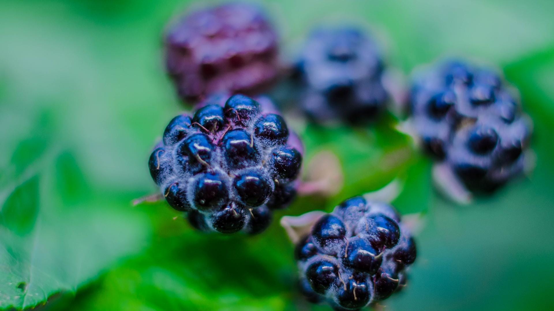 Woran Sie reife Brombeeren erkennen, verraten wir Ihnen hier.