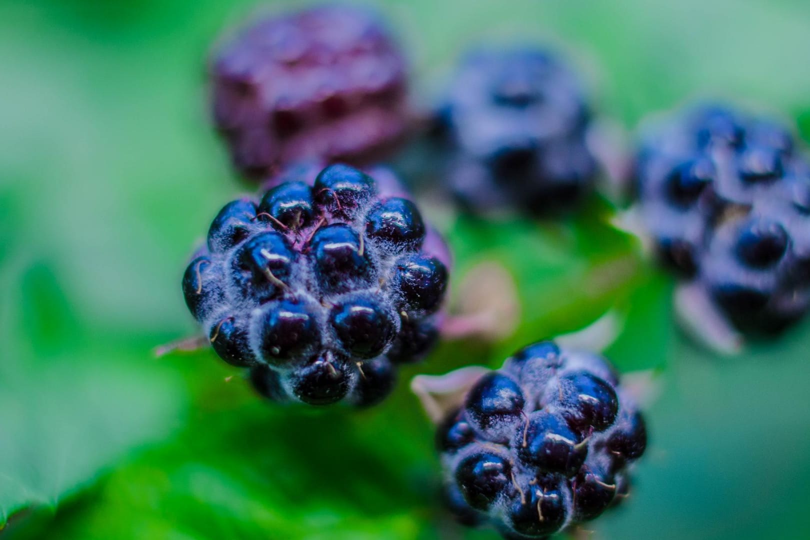 Woran Sie reife Brombeeren erkennen, verraten wir Ihnen hier.