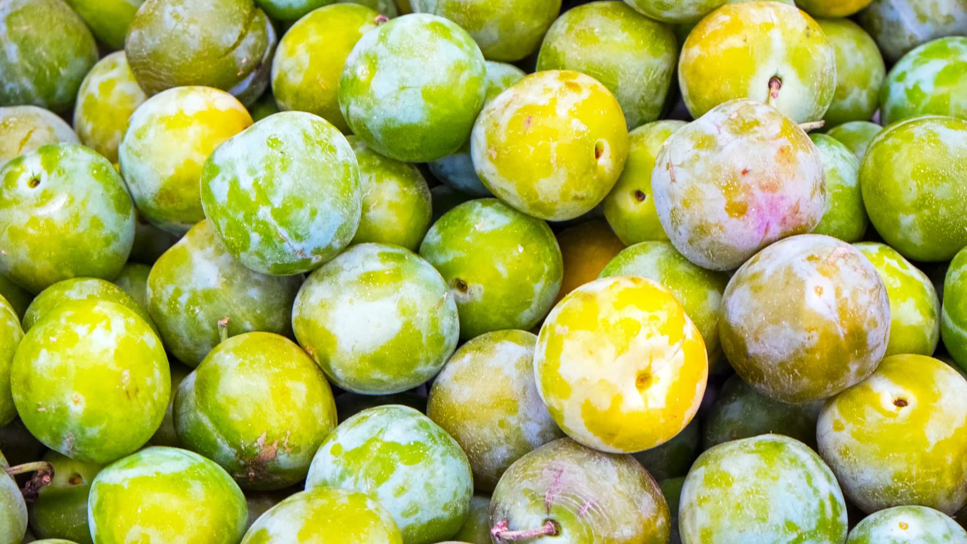 Die kurze Saison der Renekloden sollte man für köstliche Rezepte ausnutzen.