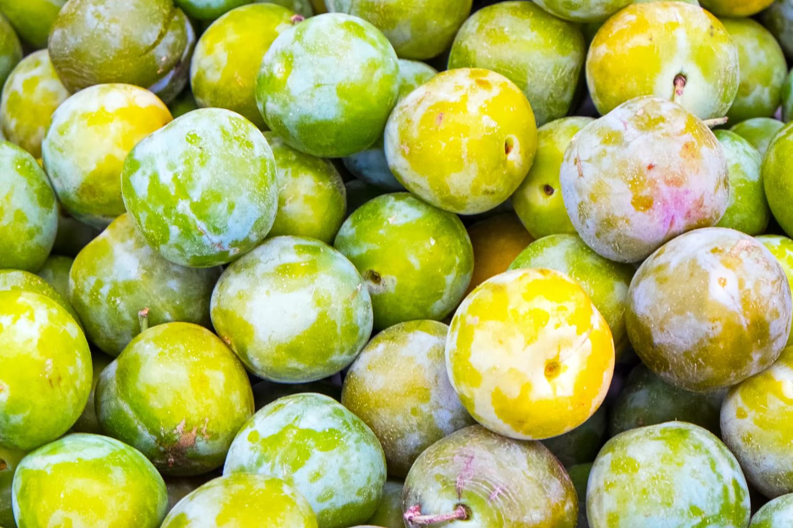 Die kurze Saison der Renekloden sollte man für köstliche Rezepte ausnutzen.