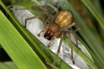 Wegen seiner rot-orangenen Giftklauen lässt sich der Ammen-Dornfinger leicht von anderen Spinnen unterscheiden.