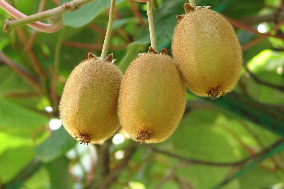 Erntereife Kiwi-Früchte sind noch recht hart und sollten an einem kühlen Ort noch etwas nachreifen.