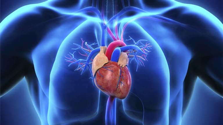 Beim Schwammherz pumpt der Herzmuskel oft zu schwach.