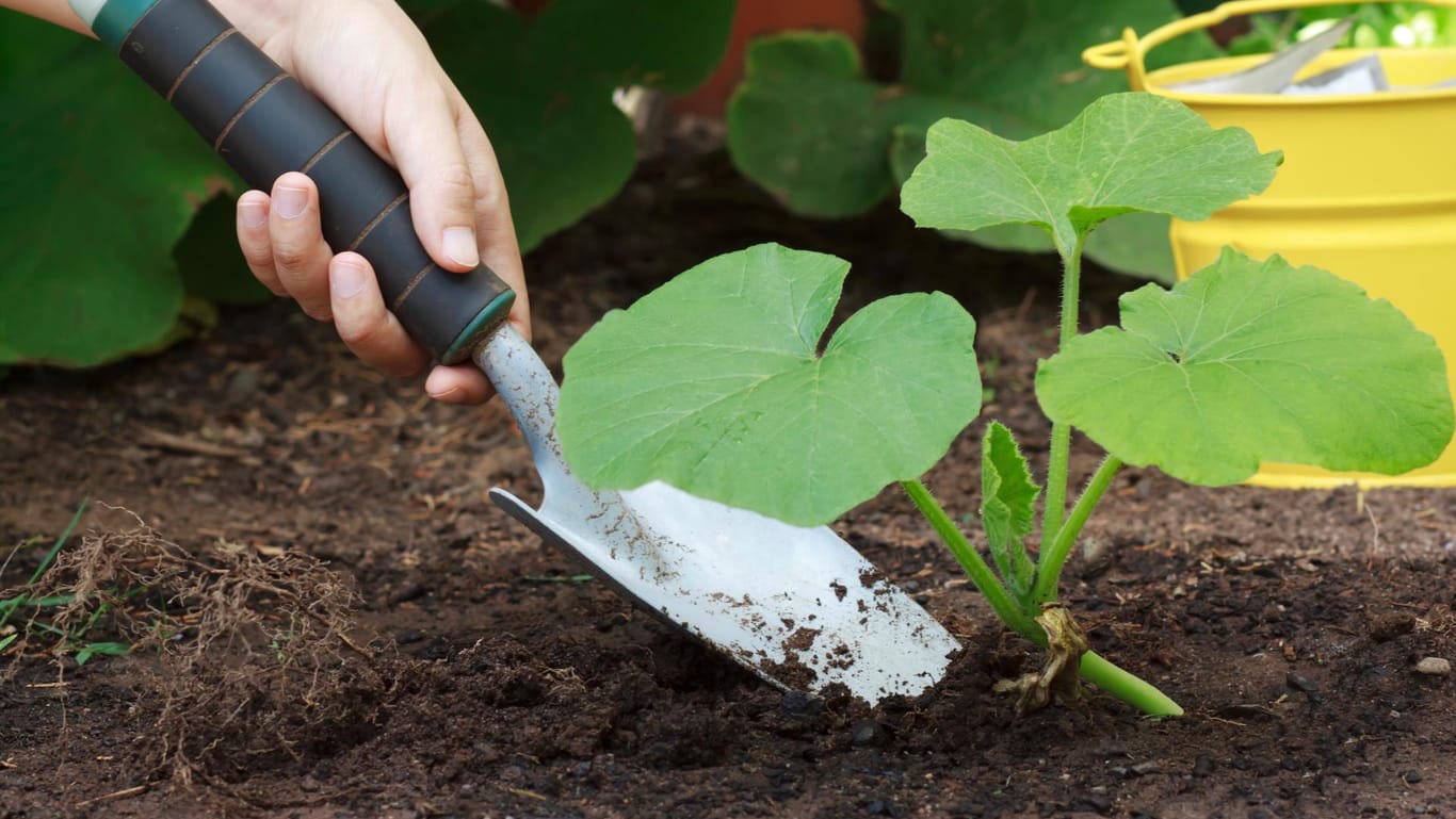 Für die Zucchini-Pflanze sollten Sie einen Standort mit nährstoffreichem Boden und genügend Platz zur Entfaltung auswählen.
