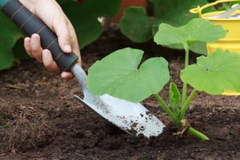 Für die Zucchini-Pflanze sollten Sie einen Standort mit nährstoffreichem Boden und genügend Platz zur Entfaltung auswählen.