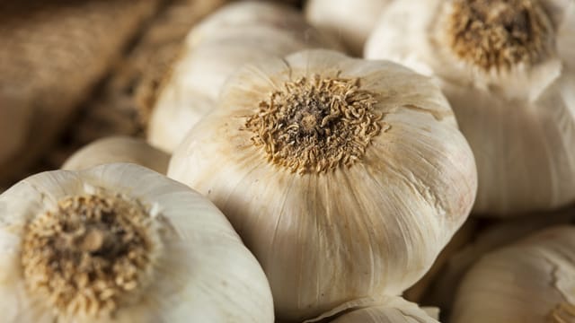 Knoblauch ist ein beliebtes Gewürz, aber niemand möchte, dass das Essen nur danach schmeckt.