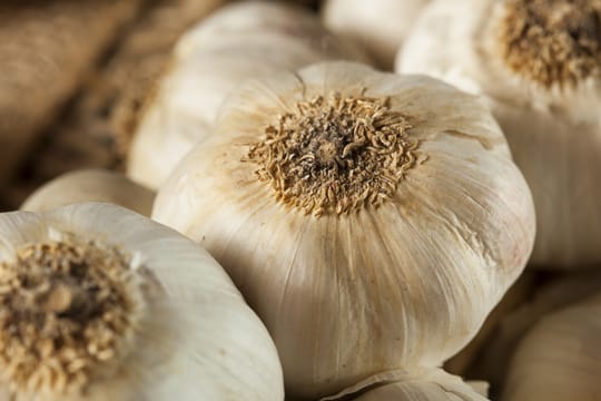 Knoblauch ist ein beliebtes Gewürz, aber niemand möchte, dass das Essen nur danach schmeckt.