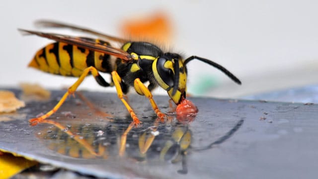 Decken Sie Essen und Getränke immer ab, um sich vor Wespen zu schützen.