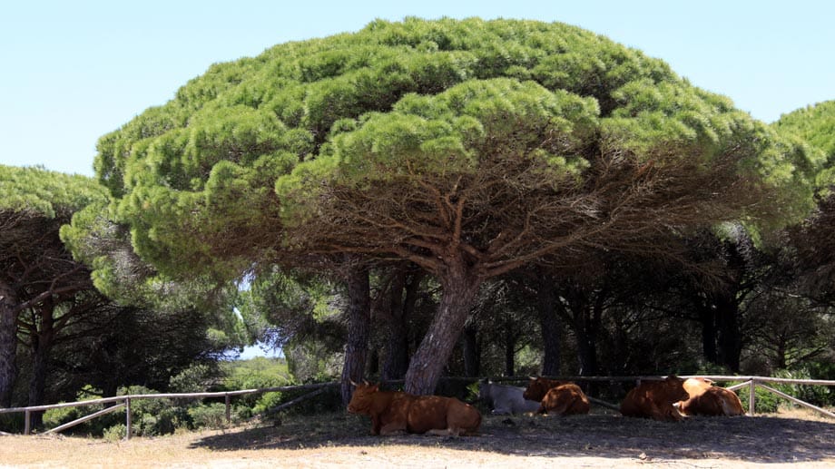 Auf dem Küstenwanderweg im Naturpark Breña y Marismas del Barbate ruhen Stiere im Schatten der Bäume.