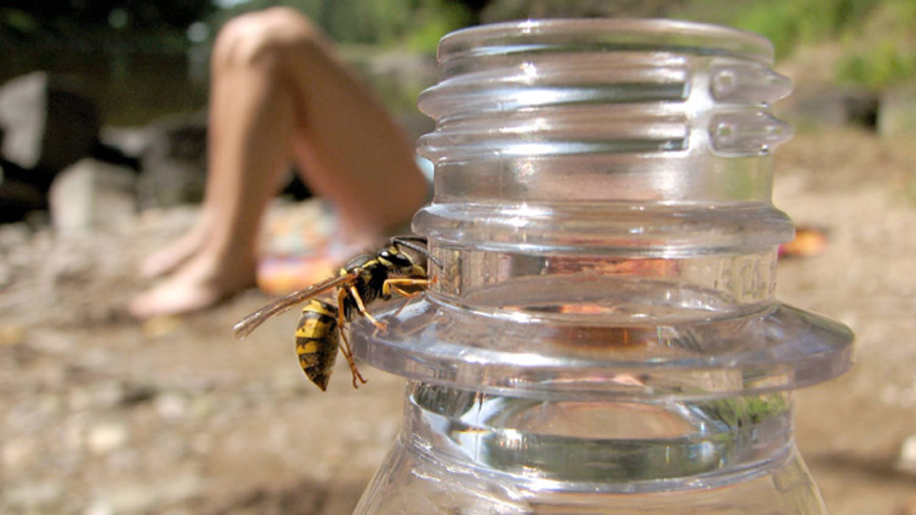 Wespenstich behandeln: Tipps zur Schmerzlinderung