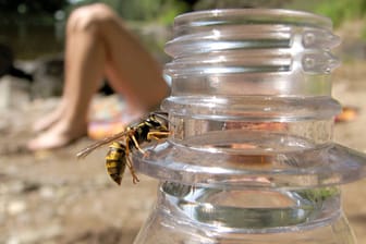 Beim Essen und Trinken im Freien besteht die Gefahr von einer Wespe in den Mund gestochen zu werden.