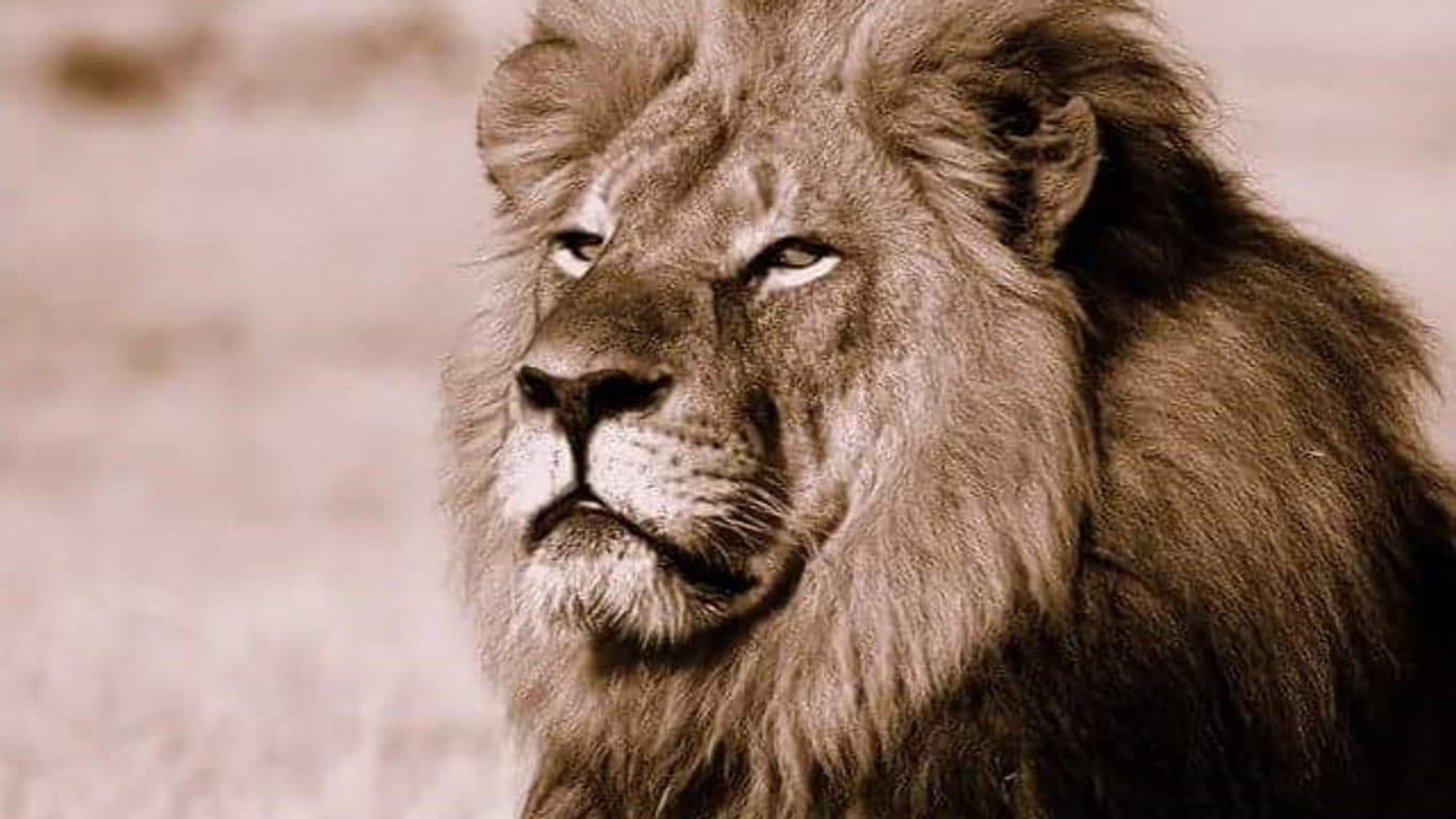 Der berühmte Löwe "Cecil" ist von einem US-Jäger gezielt erlegt worden.