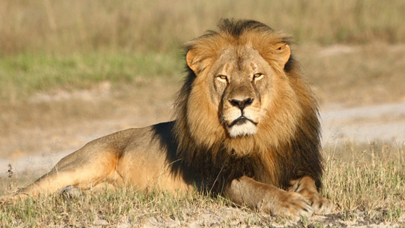 Ein Bild von einem Löwen: Cecil im Hwange-Nationalpark in Simbabwe.