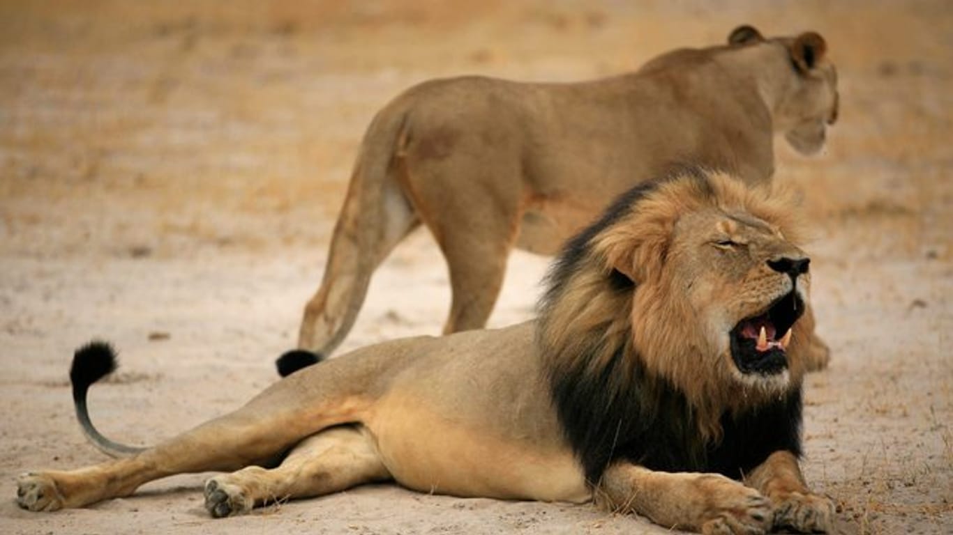 Die Tötung des 13-jährigen "Cecil" hat in der vergangenen Woche weltweit Empörung ausgelöst.