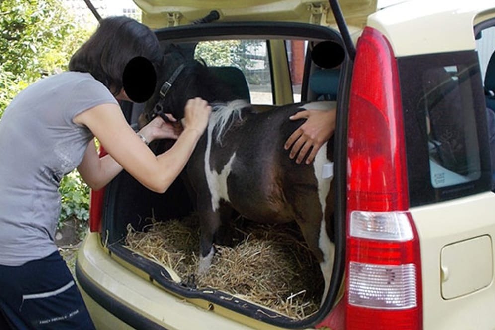 Ist das artgerecht? Ein Shetland-Pony im Kofferraum eines Fiat Panda.