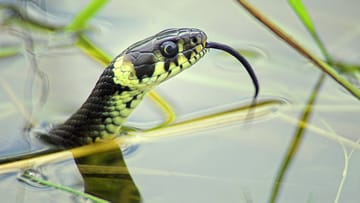 Schlangen im Teich So verhalten Sie sich richtig