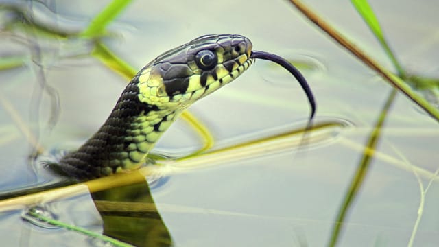 Die gelben halbmondförmigen Flecken am Hinterkopf der Ringelnatter sind ihr charakteristisches Erkennungsmerkmal.