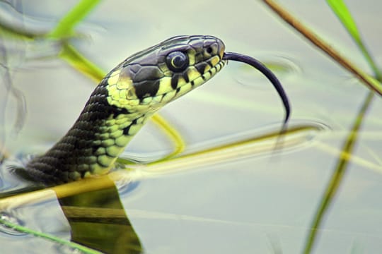 Die gelben halbmondförmigen Flecken am Hinterkopf der Ringelnatter sind ihr charakteristisches Erkennungsmerkmal.