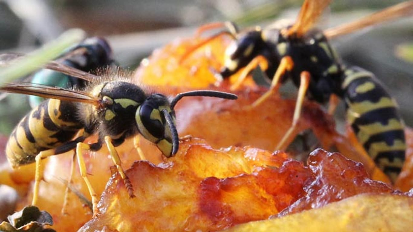 Limonade, Obstkuchen oder Eis sind derzeit die liebsten Speisen der Wespen.