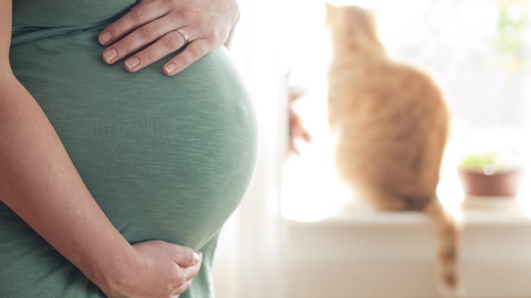 Toxoplasmose Symptome, Therapie und Übertragung