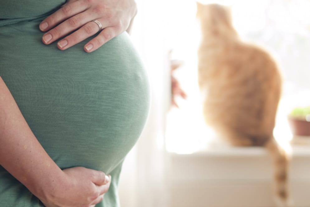 Während der Schwangerschaft ist bei Kontakt mit dem Schmusetiger Vorsicht geboten.