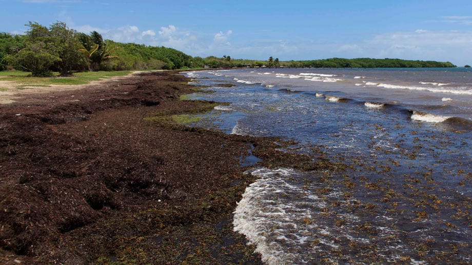 Dieser Algenteppich befindet sich vor Ceiba, Puerto Rico.