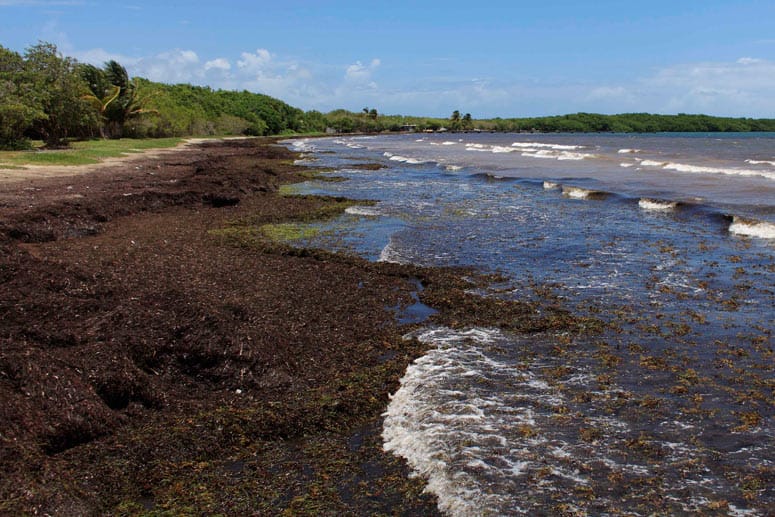 Dieser Algenteppich befindet sich vor Ceiba, Puerto Rico.