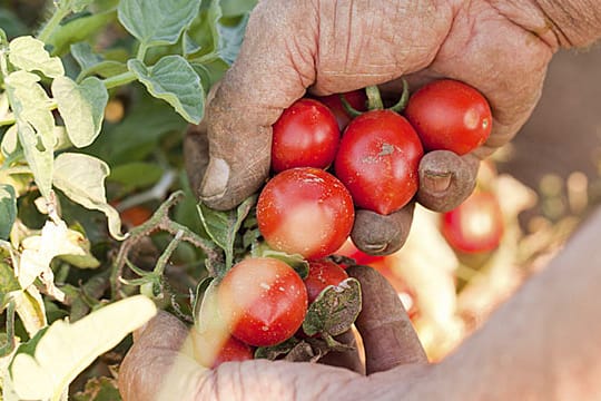 Tomatenanbau hat seine Tücken.