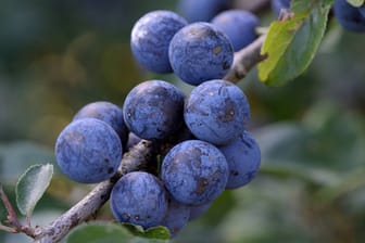 Die Früchte des Schlehendorns werden zwischen Oktober und November reif.