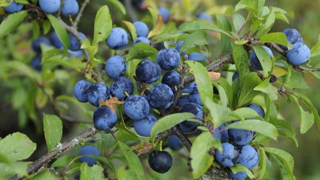 Die zwetschgenähnliche Früchte können Sie zu Likör oder Marmelade verarbeiten.