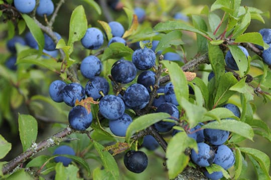 Die zwetschgenähnliche Früchte können Sie zu Likör oder Marmelade verarbeiten.