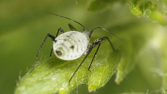 Die Mehlige Kohlblattlaus ist kein beliebter Gast im Garten.