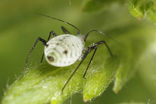 Die Mehlige Kohlblattlaus ist kein beliebter Gast im Garten.