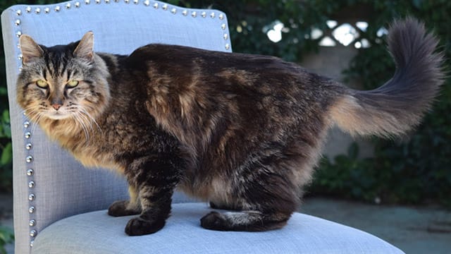 Seine 26 Jahre sieht man Kater Corduroy aus Oregon nicht an.