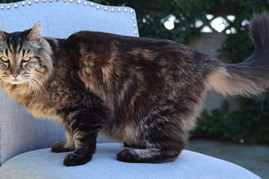 Seine 26 Jahre sieht man Kater Corduroy aus Oregon nicht an.