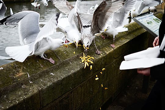 Auf zum Gefecht: Möwen streiten sich um Futter. In Brighton treten die Tiere besonders offensiv auf.