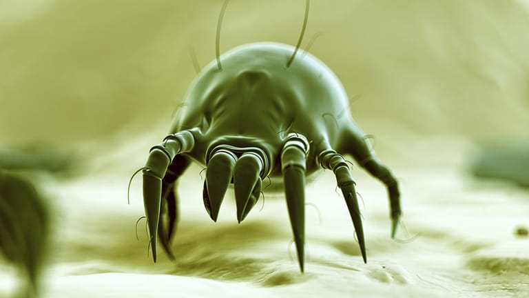 Hausstaubmilben gehören zu den Spinnetieren. Sie sind mit bloßem Auge nicht erkennbar.