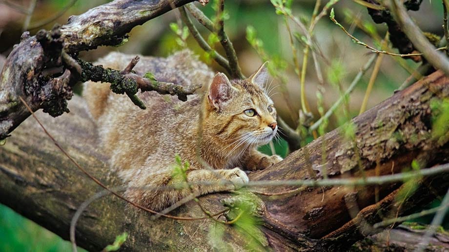 Im Nationalpark Hainich können Urlauber Wildkatzen beobachten. Früher war der Park ein Truppenübungsgelände der Armee.