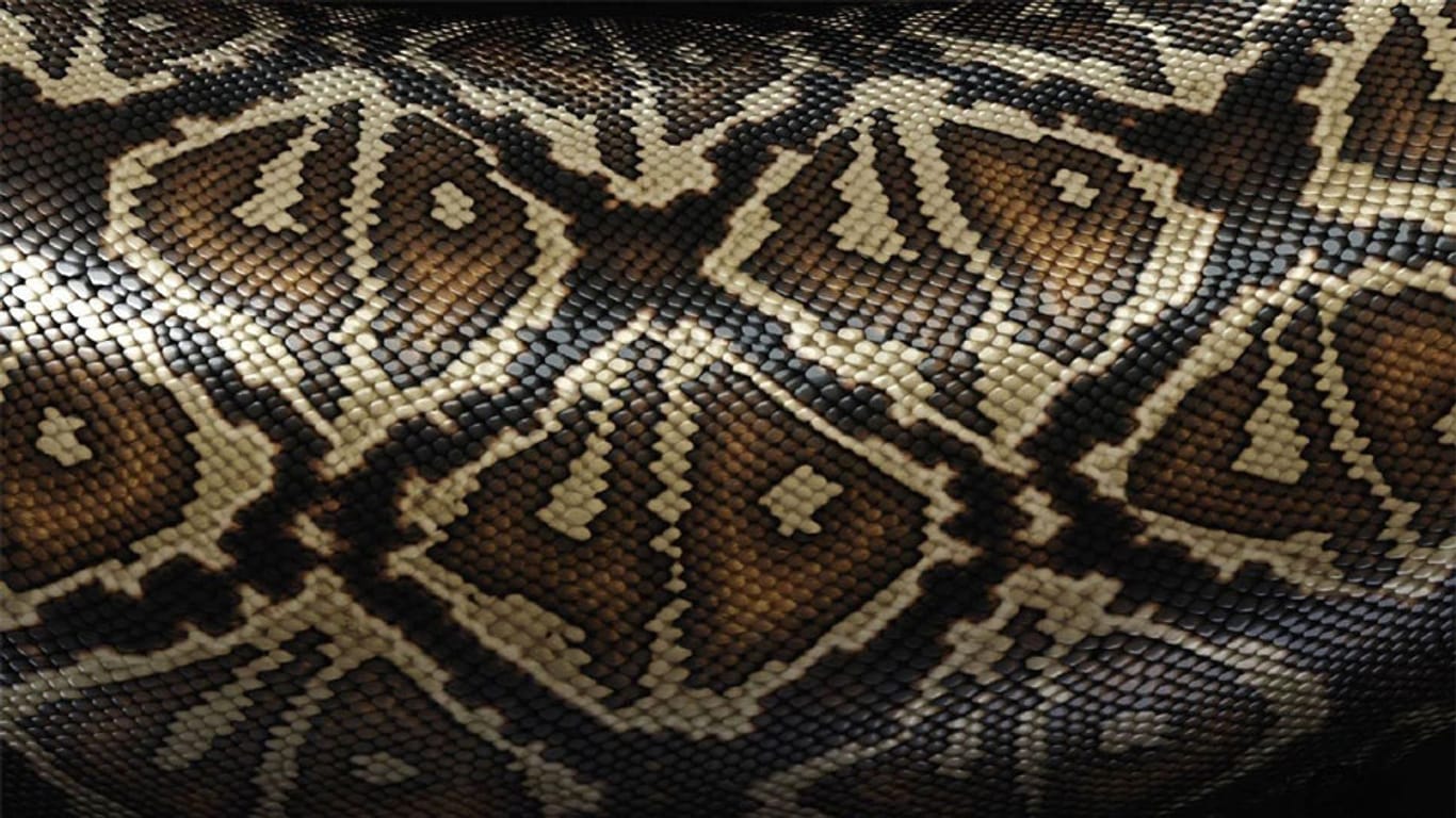 Schlangenleder zählt zu den edelsten aber auch umstrittensten Ledersorten.