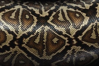 Schlangenleder zählt zu den edelsten aber auch umstrittensten Ledersorten.