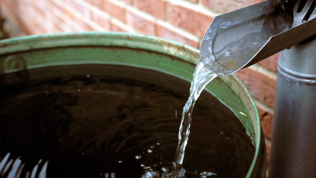 Wenn es häufig regnet und das Wasser nicht steht, brauchen Sie keine Stechmücken in Ihrer Regentonne zu fürchten.