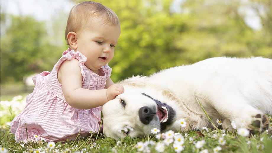 Damit das Zusammenleben von Baby und Hund harmonisch verläuft, müssen Eltern einige Regeln beherzigen.