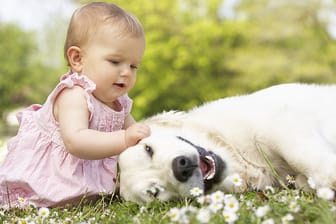 Damit das Zusammenleben von Baby und Hund harmonisch verläuft, müssen Eltern einige Regeln beherzigen.