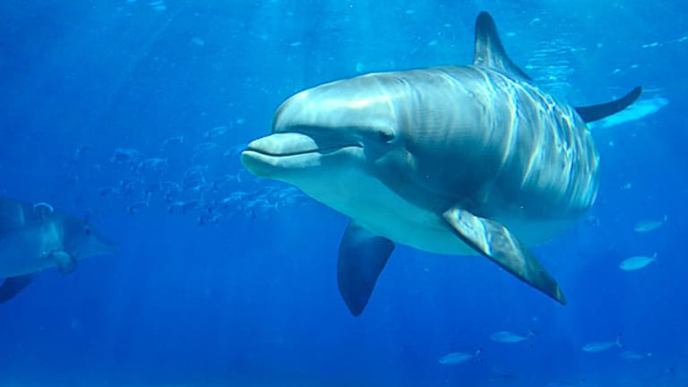 Delfine leben in Gruppen zusammen und verständigen sich durch Laute wie Pfeifen, Klicken und Schnattern.