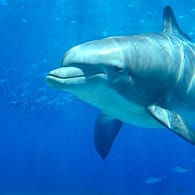 Delfine leben in Gruppen zusammen und verständigen sich durch Laute wie Pfeifen, Klicken und Schnattern.