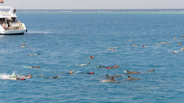 Delfine besser auf sich zukommen lassen: Ständig nachschwimmende Menschen stressen die Tiere unnötig.