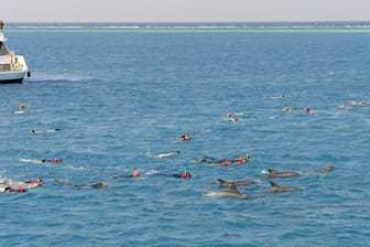 Delfine besser auf sich zukommen lassen: Ständig nachschwimmende Menschen stressen die Tiere unnötig.