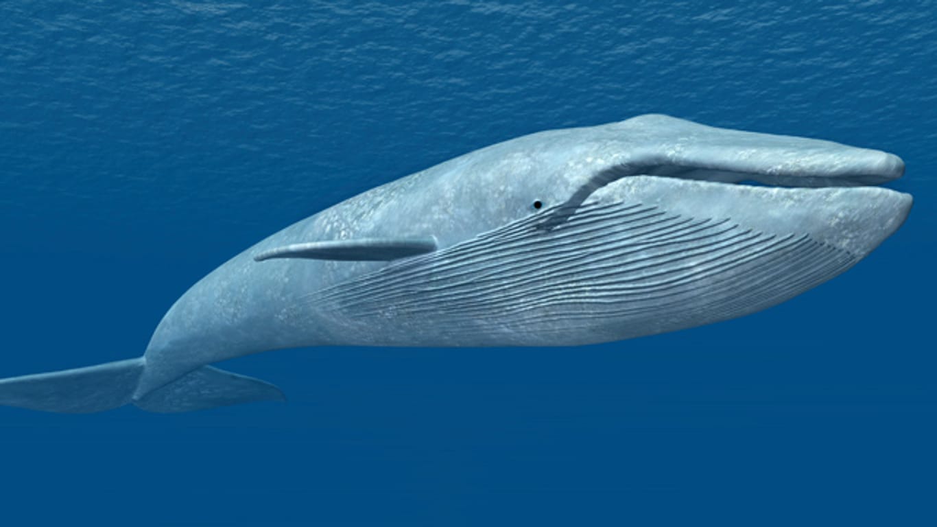 Im Herbst machen sich die Blauwale auf den Weg in Richtung Äquator, um sich zu paaren.