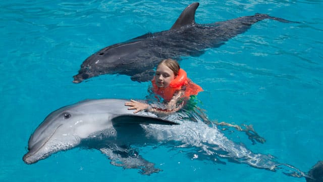 Die Delfintherapie bereitet vor allem Kindern Freude – aber den Delfinen auch?