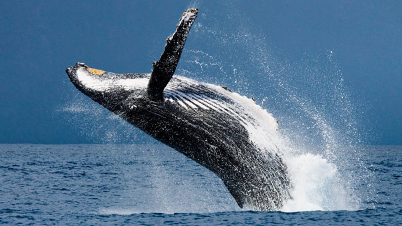 Buckelwale sind bekannt für ihre imposanten Sprünge.
